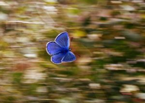 Lire la suite à propos de l’article Le papillon qui refusait de quitter son cocon